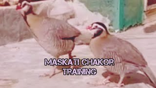 Maskati Chakor Training chakor maskatitrainingchakortraning [upl. by Olivero]