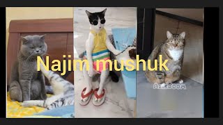 Najim mushuk🐱 2023–Azik Boomdan yangi dublyajlar [upl. by Einreb]