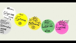 Medical reformation ch 8 dietary Protein [upl. by Sheehan]