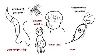 Introduction to Protozoa  the unicellular parasites amoeba giardia leishaniasia plasmodium [upl. by Lectra674]