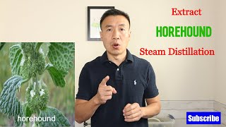 Benefits of Horehound Herbs Extract by Steam Distillation Top 3 Uses of Horehound Hydrosol [upl. by Henryetta]