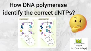 How DNA polymerase identify correct dNTPs  DNA polymerase enzyme mechanism  in Malayalam [upl. by Sabba433]