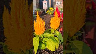 Fall flowers  celosia plumosa  garden Flowers satisfying shorts nature [upl. by Knight]