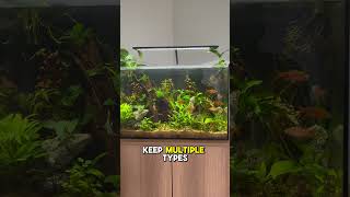 Do you think this tank is overstocked aquarium fishtank [upl. by Theola]