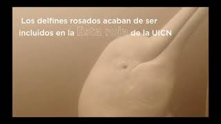 CUYABENO DELFINES ROSADOS [upl. by Lunt]