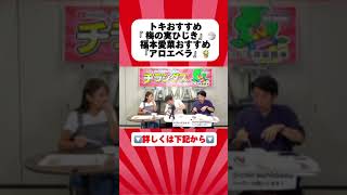 藤崎マーケットトキ＆福本愛菜のおすすめ商品は？！ チラシダス メッセンジャー黒田＃おすすめ＃トキ＃あいにゃん [upl. by Letnwahs108]