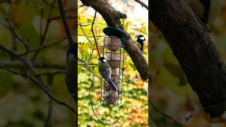 Meisenknödel Futterspender birdwatching birds nature [upl. by Breger]