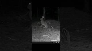 Trail Camera Captures a Wild Rabbits Adventure shorts [upl. by Anilave]