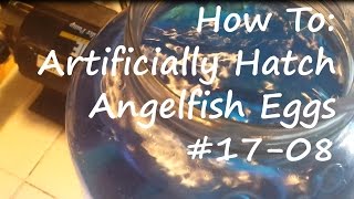 How to Artificially Hatch Angelfish Eggs 1708 [upl. by Lightman831]