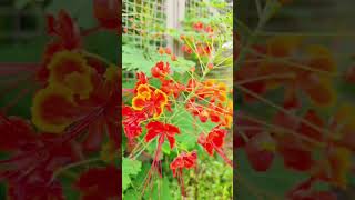 caesalpinia pulcherrima flowers shortsfeed shorts MayilBarbados flowersPeacock flower mayil [upl. by Zoila]