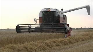 Laverda 3890 Threshing Wheat Part 1 [upl. by Manus137]