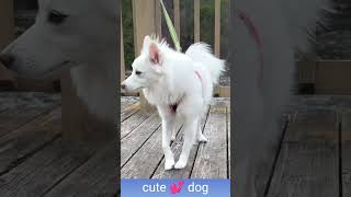 White dog video sound effect10kviralshorts [upl. by Cymbre]