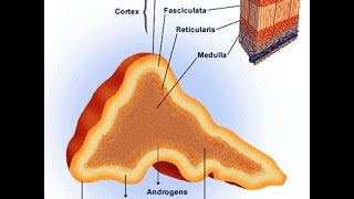 Pheochromocytoma [upl. by Ahser]