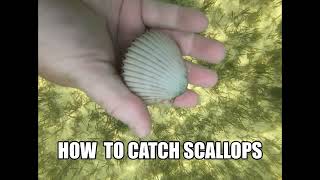 How To Catch Scallops In Florida [upl. by Yemrots154]