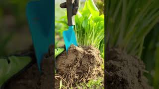 Best Gardening Tricks to Care for Hostas houseplants indoorplants hosta [upl. by Jana]