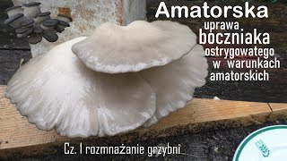 Amatorska Uprawa Bᴏᴄᴢɴɪᴀᴋᴀ Osᴛʀʏɢᴏᴡᴀᴛᴇɢᴏ Cz1 rozmnażanie grzybni [upl. by Oicapot921]