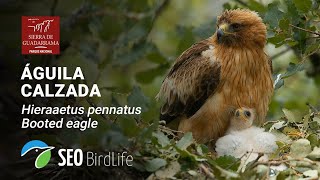 Ãguila calzada ðŸ”´DIRECTO PN Sierra de Guadarrama [upl. by Dichy24]