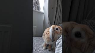 Caring Bunny Politely Goes Around Me coz he knows Im poorly bunny freeroamrabbit rabbit [upl. by Noinatrad563]