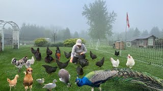 A Peaceful Day Caring My Pets Fulfill Chick amp Egg Orders Gardening Harvesting amp Making Meals [upl. by Schulein818]