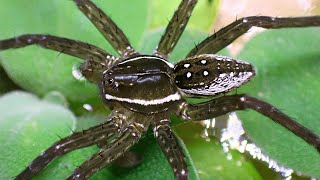 Meet My Okefenokee Swamp Fishing Spider  Dolomedes [upl. by Akcimahs]