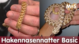 Westliche Hakennasennatter  Basic  Reptil TV [upl. by Atikihc]