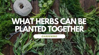 What Herbs Can Be Planted Together [upl. by Edmond]