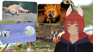 Foxes Reign Supreme Over All  Casual Geographic React [upl. by Lleznol667]