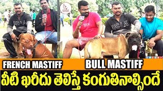 Bull Mastiff vs French Mastiff Dog in Hyderabad  Dogs Park Hyderabad  Eagle Media Works [upl. by Nnahaid]