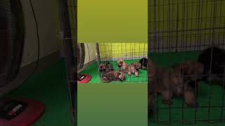 Culture Pomeranian puppies sell 8977388001ytshorts youtubeshorts trendingshorts cute puppy sel [upl. by Eelarbed]