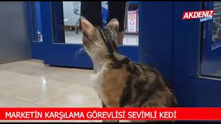 Marketin karşılama görevlisi sevimli kedi [upl. by Ashley]