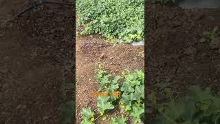 farming muskmelon kharbuj शेतकरी agriculture haritkranti youtubeshorts kharbuj शेती [upl. by Trebla]