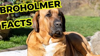 Broholmer dog  Top 10 Interesting Facts [upl. by Daye]