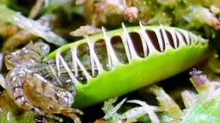 Venus flytrap a frog Rate My Science [upl. by Graham]