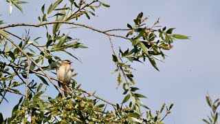 Sedge warbler song Acrocephalus schoenobaenus the warbler rapper [upl. by Euqina477]