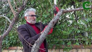 Pruning Italian Plum Tree  Potatura del susino come potare il susino conferendogli la forma a vaso [upl. by Notirb]