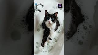 Adorable Black amp White Cats Bubble Bath Adventure CuteCat BubbleBath BlueEyedCat [upl. by Ecirted]