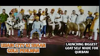 Golu Pehlwan launching Biggest Goat Self Made For Qurbani 2024 [upl. by Feltie]