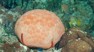 WATCH This starfish looks like a pillow  Oceana [upl. by Newg392]