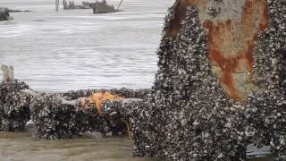 SS Chrysopolis wrecked ship at Southport [upl. by Sandeep]