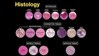 Introduction to Histology [upl. by Nared]