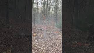 12 GAUGE SLUG VS DOE deerhunting shotgun venison dropped shorts 4k [upl. by Eilsehc]