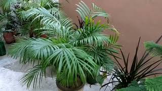 How to grow and care Areca palm Growing and caring tips on Areca palm plant [upl. by Nady552]