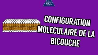 02  Configuration moléculaire des lipides de la bicouche [upl. by Colbye20]