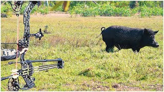 SHOOTING as many WILD PIGS as I CAN in 1 DAY  Bowhunting Challenge [upl. by Enyaz]