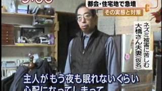 クマネズミが住宅地で急増quotねずみ駆除の専門業者「東京マウス」quot [upl. by Cissej]