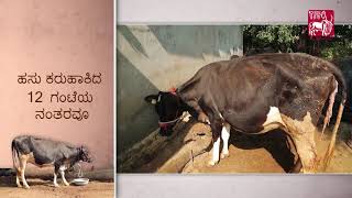 Ethnoveterinary formulation for Retention of Placenta Kannada [upl. by Noraj]