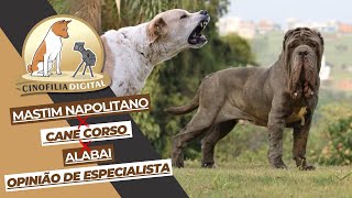 Mastino Napoletano X Cane Corso X Alabai  Com Enrique Graziano  Cinofilia Digital [upl. by Natsuj]