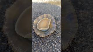 Limpets move by rippling the muscles of their foot in a wavelike motion animals beach [upl. by Hplodnar]