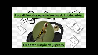 CD Canto limpio de Jilguero Para aficionados y profesionales de la educación [upl. by Brana]