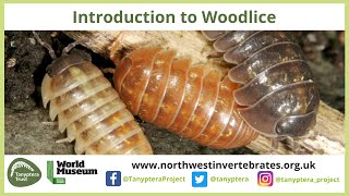 Introduction to UK Woodlice [upl. by Cai]